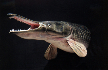 Alligatorgar